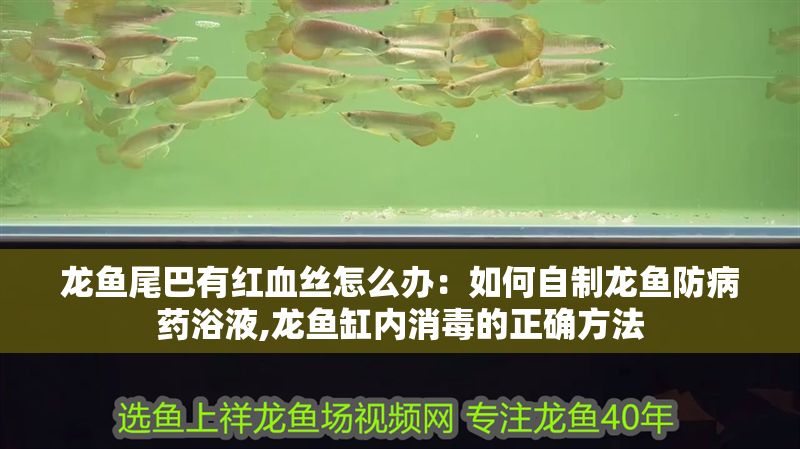 龍魚尾巴有紅血絲怎么辦：如何自制龍魚防病藥浴液,龍魚缸內消毒的正確方法