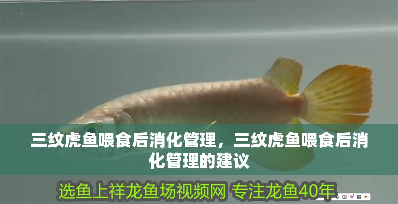 三紋虎魚喂食后消化管理，三紋虎魚喂食后消化管理的建議