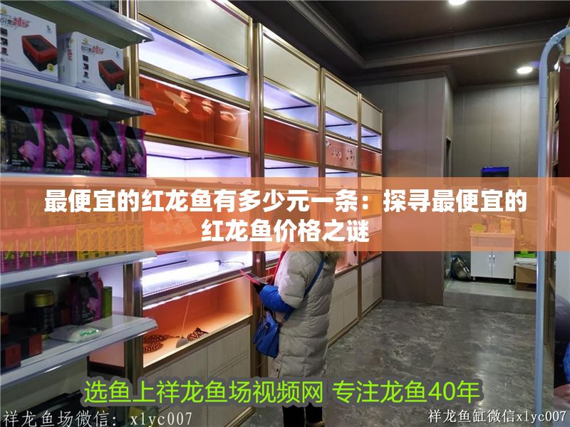 最便宜的紅龍魚有多少元一條：探尋最便宜的紅龍魚價格之謎