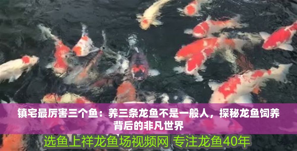 鎮(zhèn)宅最厲害三個(gè)魚：養(yǎng)三條龍魚不是一般人，探秘龍魚飼養(yǎng)背后的非凡世界