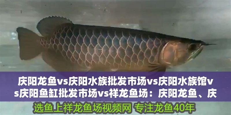 詳細閱讀:慶陽龍魚vs慶陽水族批發市場vs慶陽水族館vs慶陽魚缸批發市場vs祥龍魚場:慶陽龍魚、慶陽水族館、慶陽魚缸批發市場、祥龍魚場 慶陽龍魚vs慶陽水族批發市場vs慶陽水族館vs慶陽魚缸批發市場vs祥龍魚場:慶陽龍魚、慶陽水族館、慶陽魚缸批發市場、祥龍魚場