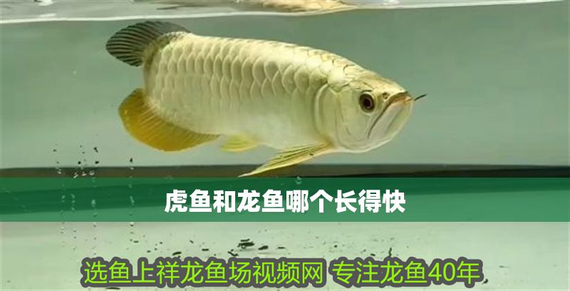 虎魚和龍魚哪個長得快