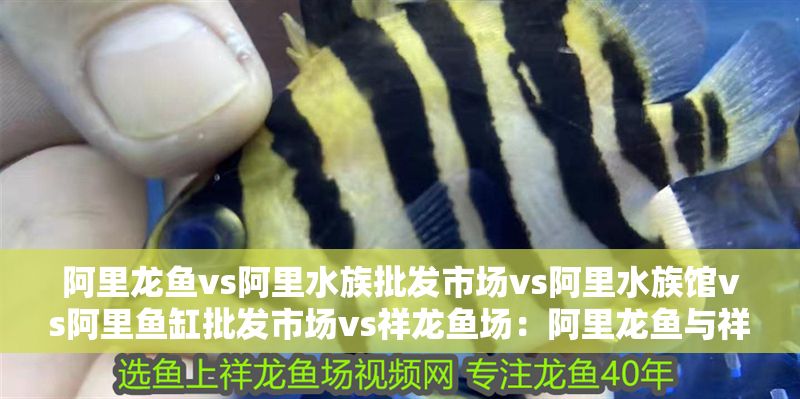 阿里龍魚vs阿里水族批發市場vs阿里水族館vs阿里魚缸批發市場vs祥龍魚場：阿里龍魚與祥龍魚場的區別