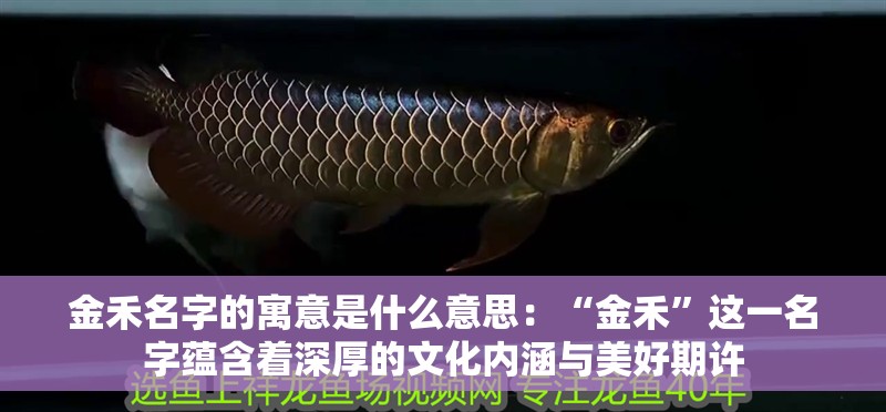 金禾名字的寓意是什么意思：“金禾”這一名字蘊含著深厚的文化內(nèi)涵與美好期許