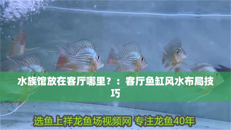 水族館放在客廳哪里？：客廳魚缸風水布局技巧 水族館放在客廳哪里？：客廳魚缸風水布局技巧 水族館百科（水族館加盟） 第1張