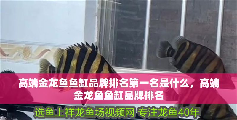 高端金龍魚魚缸品牌排名第一名是什么，高端金龍魚魚缸品牌排名