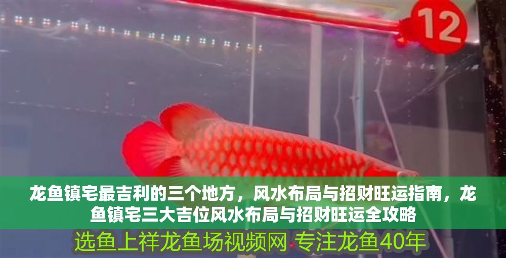龍魚鎮宅最吉利的三個地方，風水布局與招財旺運指南，龍魚鎮宅三大吉位風水布局與招財旺運全攻略