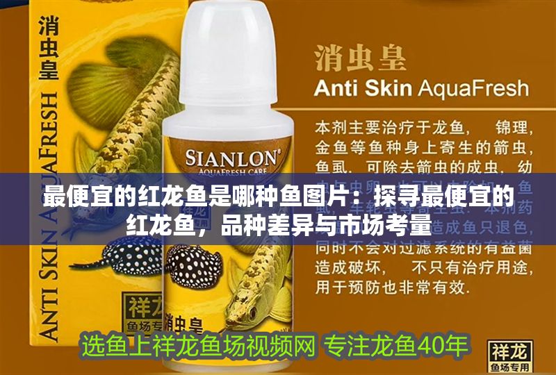 最便宜的紅龍魚是哪種魚圖片：探尋最便宜的紅龍魚，品種差異與市場考量