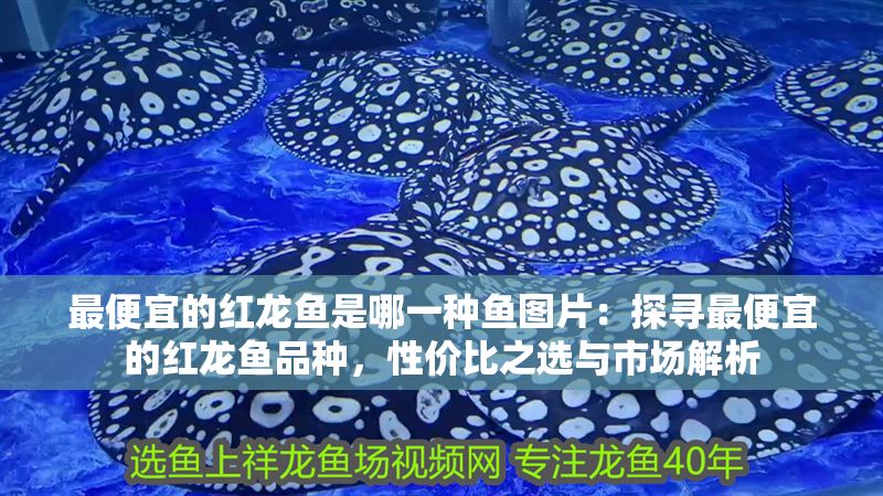 最便宜的紅龍魚是哪一種魚圖片：探尋最便宜的紅龍魚品種，性價比之選與市場解析 最便宜的紅龍魚是哪一種魚圖片：探尋最便宜的紅龍魚品種，性價比之選與市場解析 龍魚百科 第1張