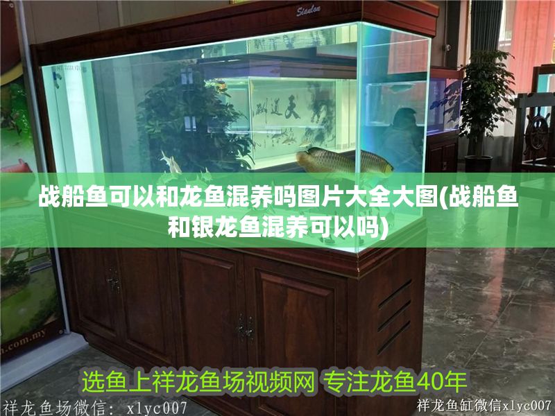 戰船魚可以和龍魚混養嗎圖片大全大圖(戰船魚和銀龍魚混養可以嗎)