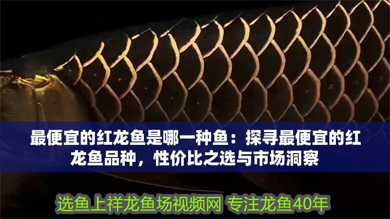 最便宜的紅龍魚是哪一種魚：探尋最便宜的紅龍魚品種，性價比之選與市場洞察