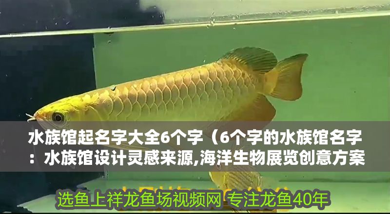 水族館起名字大全6個(gè)字（6個(gè)字的水族館名字：水族館設(shè)計(jì)靈感來(lái)源,海洋生物展覽創(chuàng)意方案）