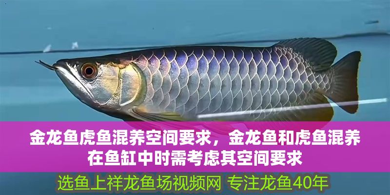 金龍魚虎魚混養空間要求，金龍魚和虎魚混養在魚缸中時需考慮其空間要求