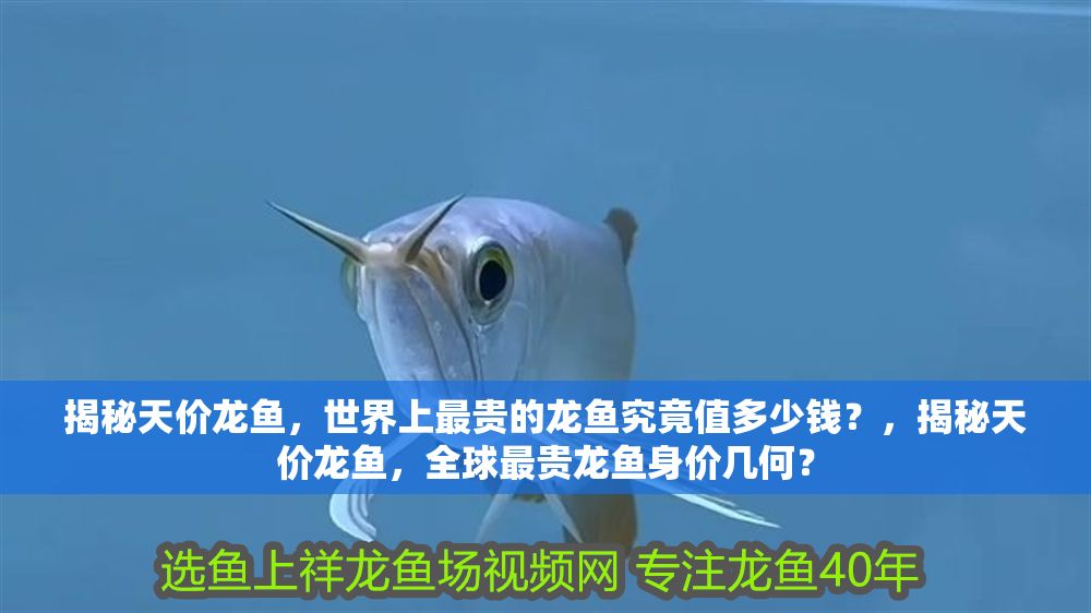揭秘天價龍魚，世界上最貴的龍魚究竟值多少錢？，揭秘天價龍魚，全球最貴龍魚身價幾何？