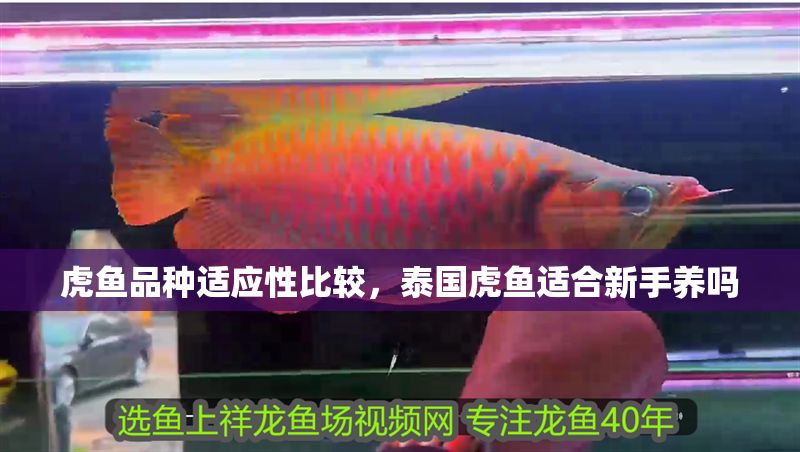 虎魚品種適應性比較，泰國虎魚適合新手養嗎