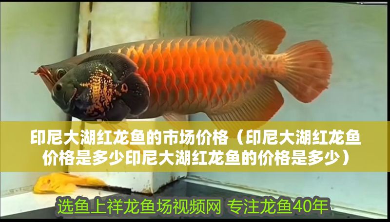 印尼大湖紅龍魚的市場價格（印尼大湖紅龍魚價格是多少印尼大湖紅龍魚的價格是多少）