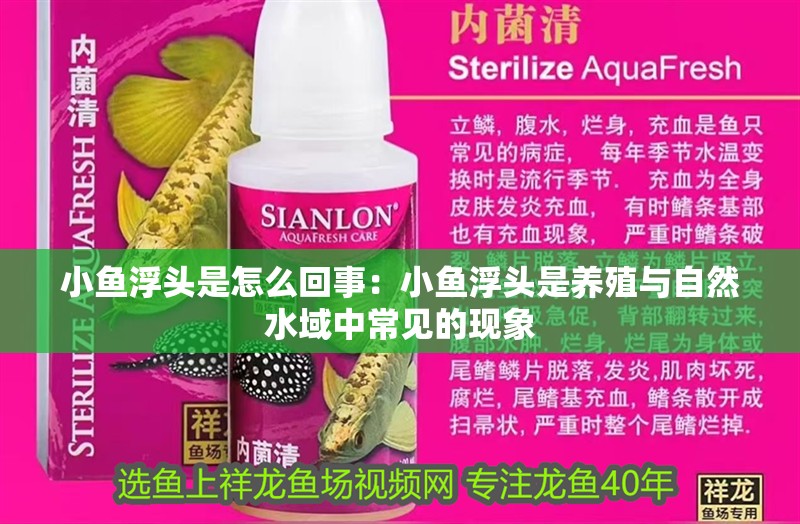 小魚浮頭是怎么回事：小魚浮頭是養殖與自然水域中常見的現象