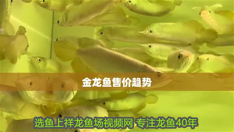 金龍魚售價趨勢