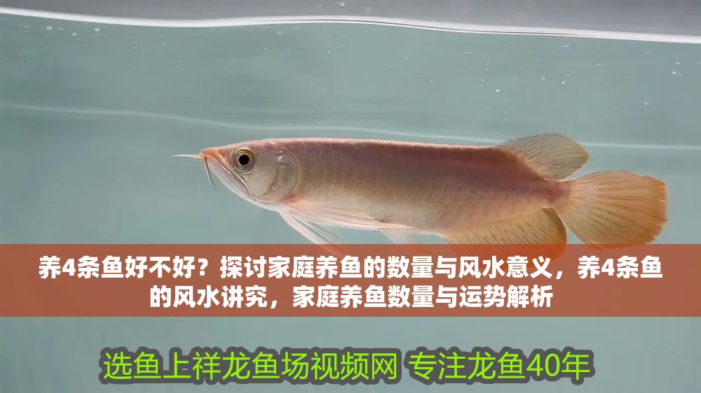 養(yǎng)4條魚(yú)好不好？探討家庭養(yǎng)魚(yú)的數(shù)量與風(fēng)水意義，養(yǎng)4條魚(yú)的風(fēng)水講究，家庭養(yǎng)魚(yú)數(shù)量與運(yùn)勢(shì)解析