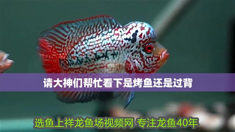 請大神們幫忙看下是烤魚還是過背