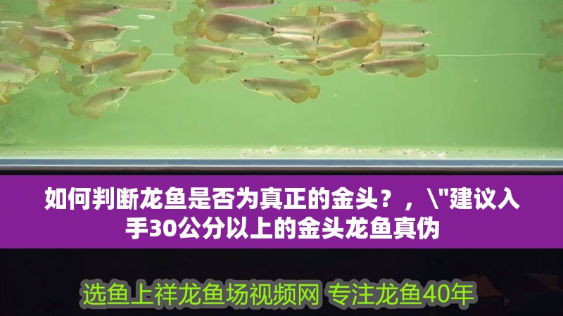 如何判斷龍魚是否為真正的金頭？，\