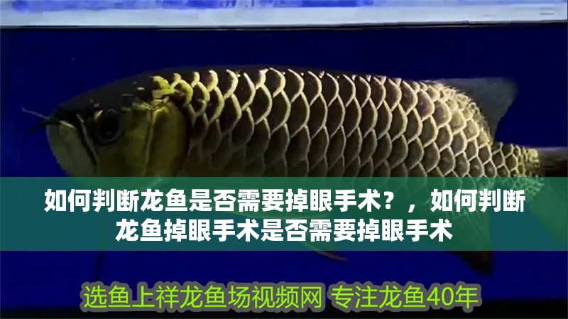 如何判斷龍魚是否需要掉眼手術？，如何判斷龍魚掉眼手術是否需要掉眼手術