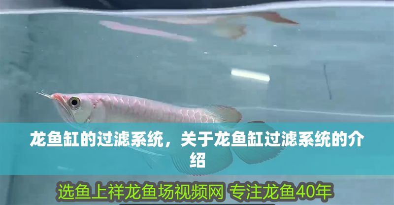 龍魚缸的過濾系統，關于龍魚缸過濾系統的介紹