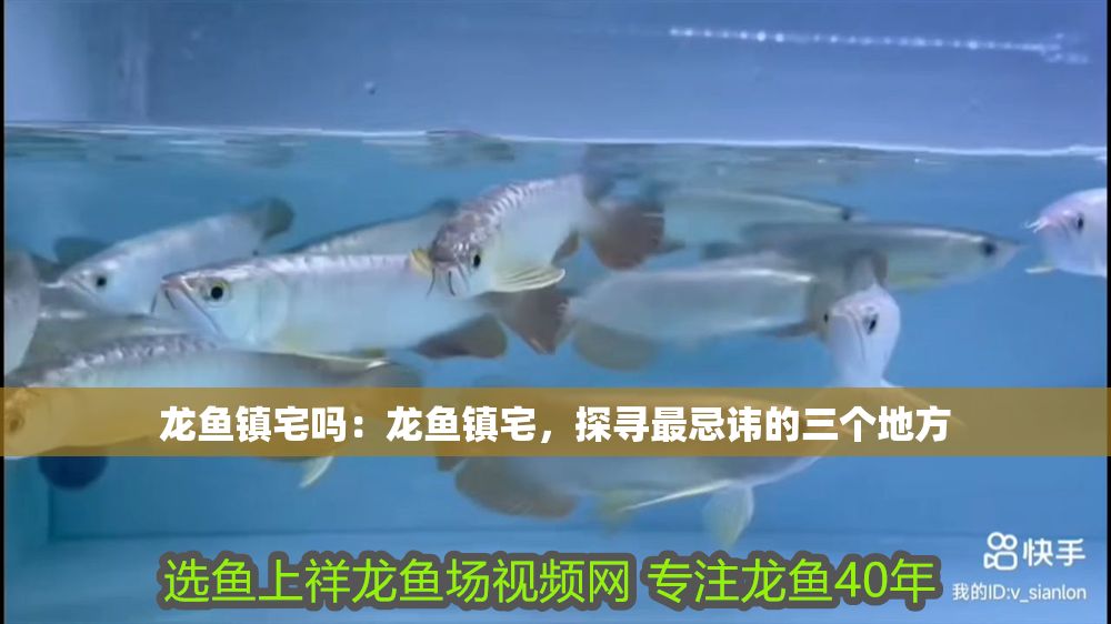 龍魚鎮(zhèn)宅嗎：龍魚鎮(zhèn)宅，探尋最忌諱的三個(gè)地方