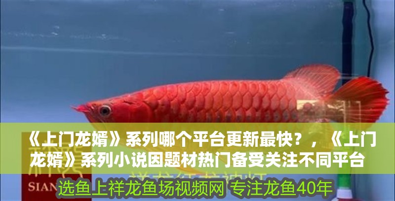 《上門龍婿》系列哪個平臺更新最快？，《上門龍婿》系列小說因題材熱門備受關注不同平臺的更新速度有所差異