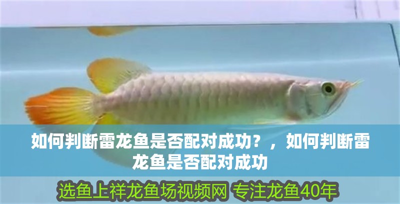 如何判斷雷龍魚(yú)是否配對(duì)成功？，如何判斷雷龍魚(yú)是否配對(duì)成功