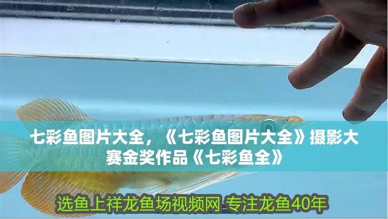 七彩魚圖片大全，《七彩魚圖片大全》攝影大賽金獎(jiǎng)作品《七彩魚全》