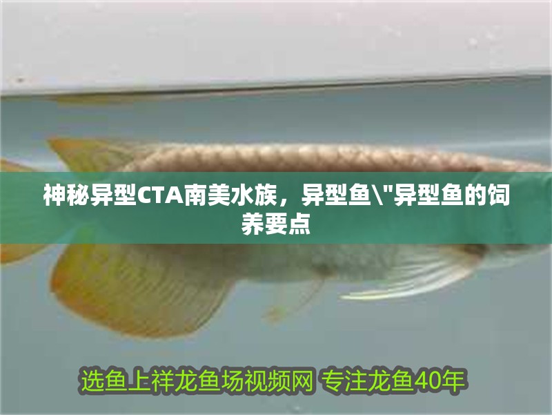 神秘異型CTA南美水族，異型魚\