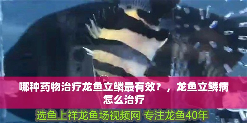 哪種藥物治療龍魚(yú)立鱗最有效？，龍魚(yú)立鱗病怎么治療