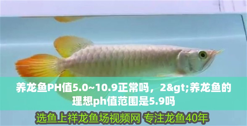 養(yǎng)龍魚PH值5.0~10.9正常嗎，2>養(yǎng)龍魚的理想ph值范圍是5.9嗎