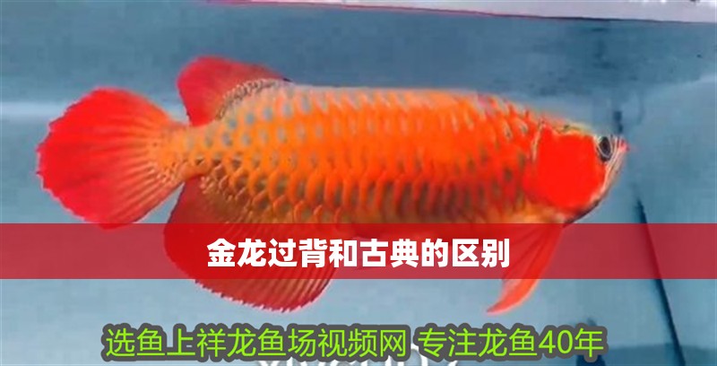 金龍過背和古典的區別