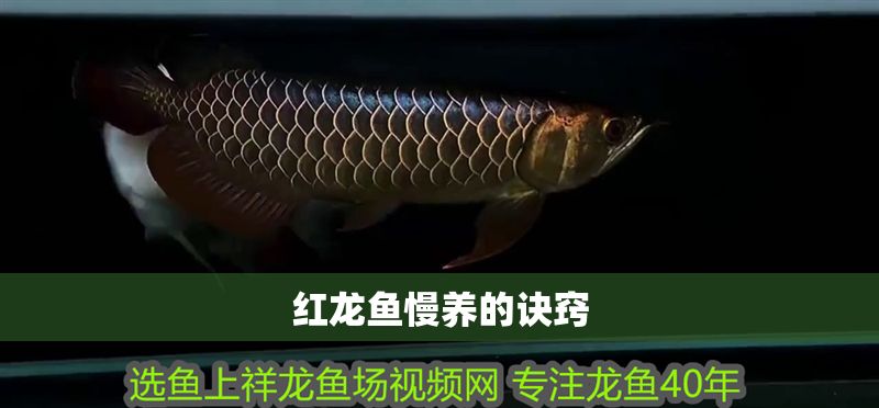 紅龍魚慢養的訣竅