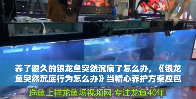 養了很久的銀龍魚突然沉底了怎么辦，《銀龍魚突然沉底行為怎么辦》當精心養護方案應包含交替使用方案 養了很久的銀龍魚突然沉底了怎么辦，《銀龍魚突然沉底行為怎么辦》當精心養護方案應包含交替使用方案 水族問答
