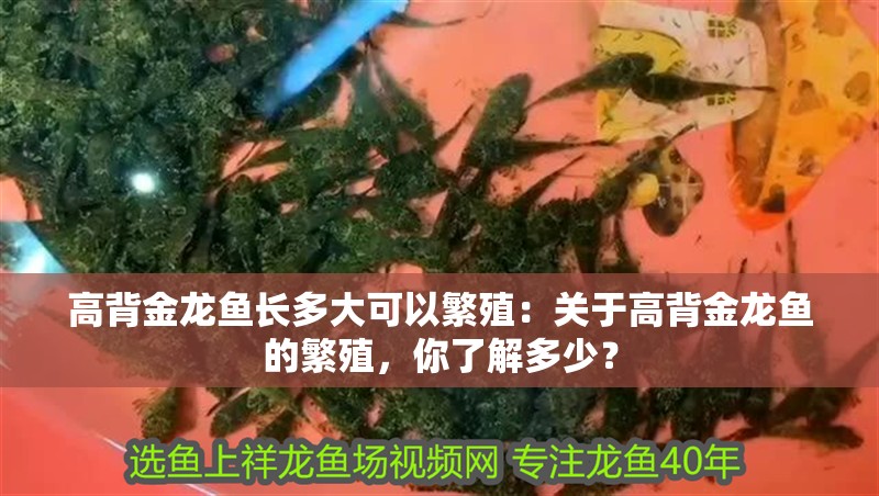 高背金龍魚長多大可以繁殖：關于高背金龍魚的繁殖，你了解多少？