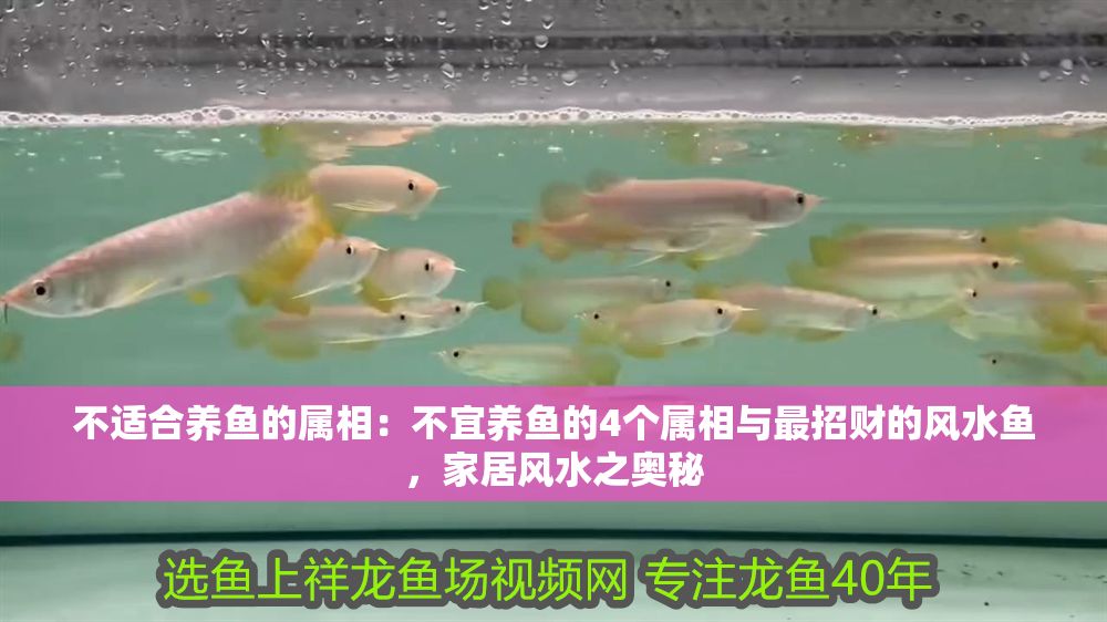 不適合養(yǎng)魚的屬相：不宜養(yǎng)魚的4個屬相與最招財?shù)娘L(fēng)水魚，家居風(fēng)水之奧秘