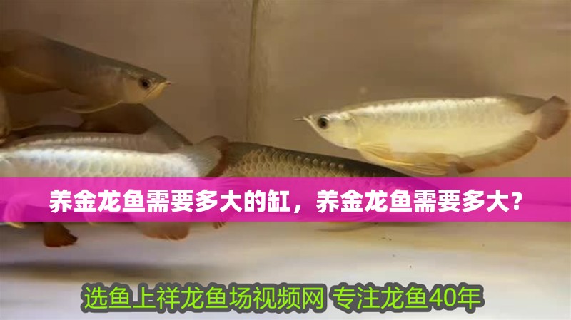 養金龍魚需要多大的缸，養金龍魚需要多大？ 養金龍魚需要多大的缸，養金龍魚需要多大？ 水族問答