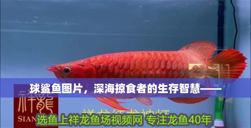 球鯊魚(yú)圖片，深海掠食者的生存智慧——