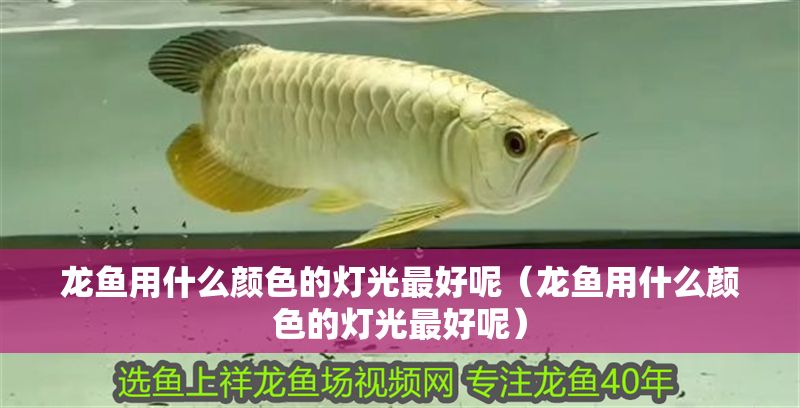 龍魚用什么顏色的燈光最好呢（龍魚用什么顏色的燈光最好呢）