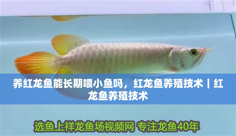 養(yǎng)紅龍魚能長(zhǎng)期喂小魚嗎，紅龍魚養(yǎng)殖技術(shù)｜紅龍魚養(yǎng)殖技術(shù)
