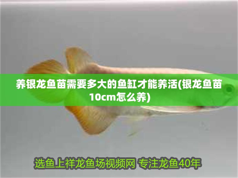 養(yǎng)銀龍魚苗需要多大的魚缸才能養(yǎng)活(銀龍魚苗10cm怎么養(yǎng))