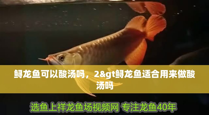 鱘龍魚可以酸湯嗎，2&gt鱘龍魚適合用來做酸湯嗎