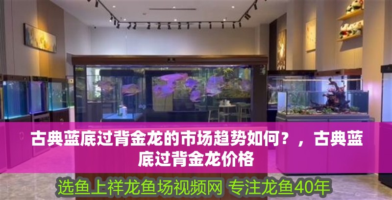古典藍底過背金龍的市場趨勢如何？，古典藍底過背金龍價格
