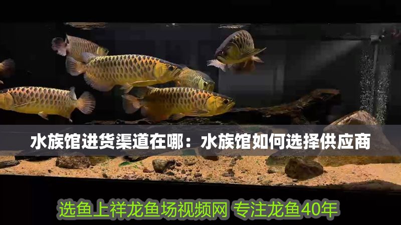 水族館進貨渠道在哪：水族館如何選擇供應商