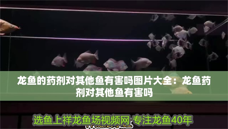 龍魚的藥劑對其他魚有害嗎圖片大全：龍魚藥劑對其他魚有害嗎