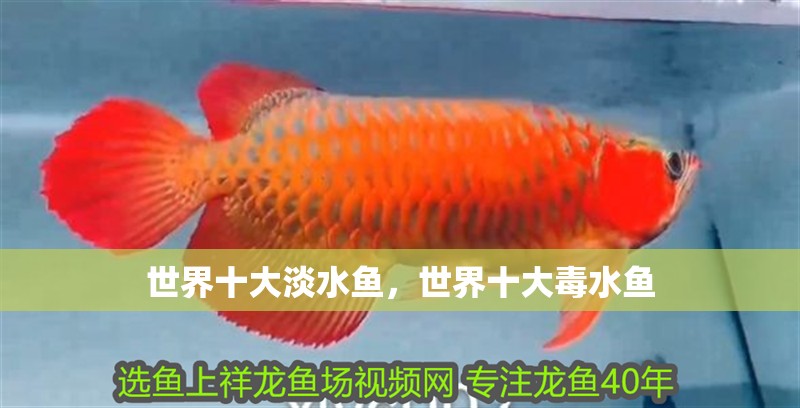 世界十大淡水魚，世界十大毒水魚
