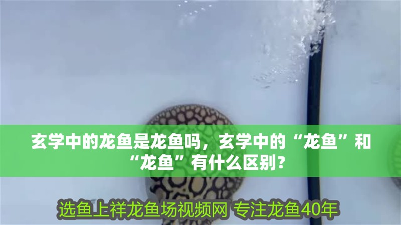 玄學中的龍魚是龍魚嗎，玄學中的“龍魚”和“龍魚”有什么區別？